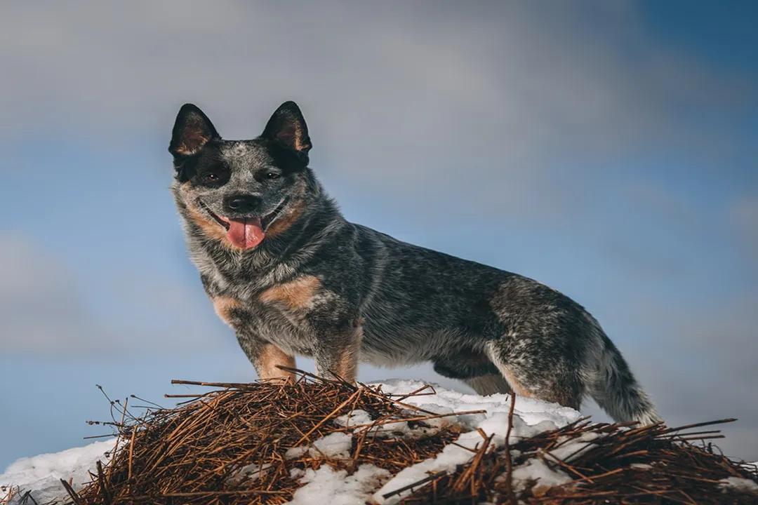 What do heeler dogs eat?, Breed Energy