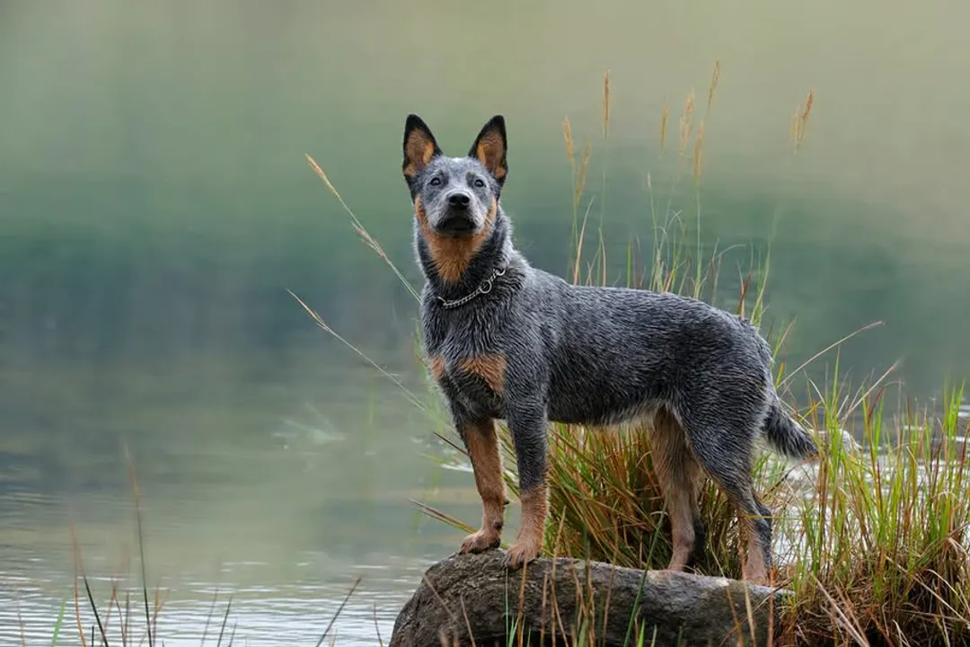 What do heeler dogs eat?, Commercial Options