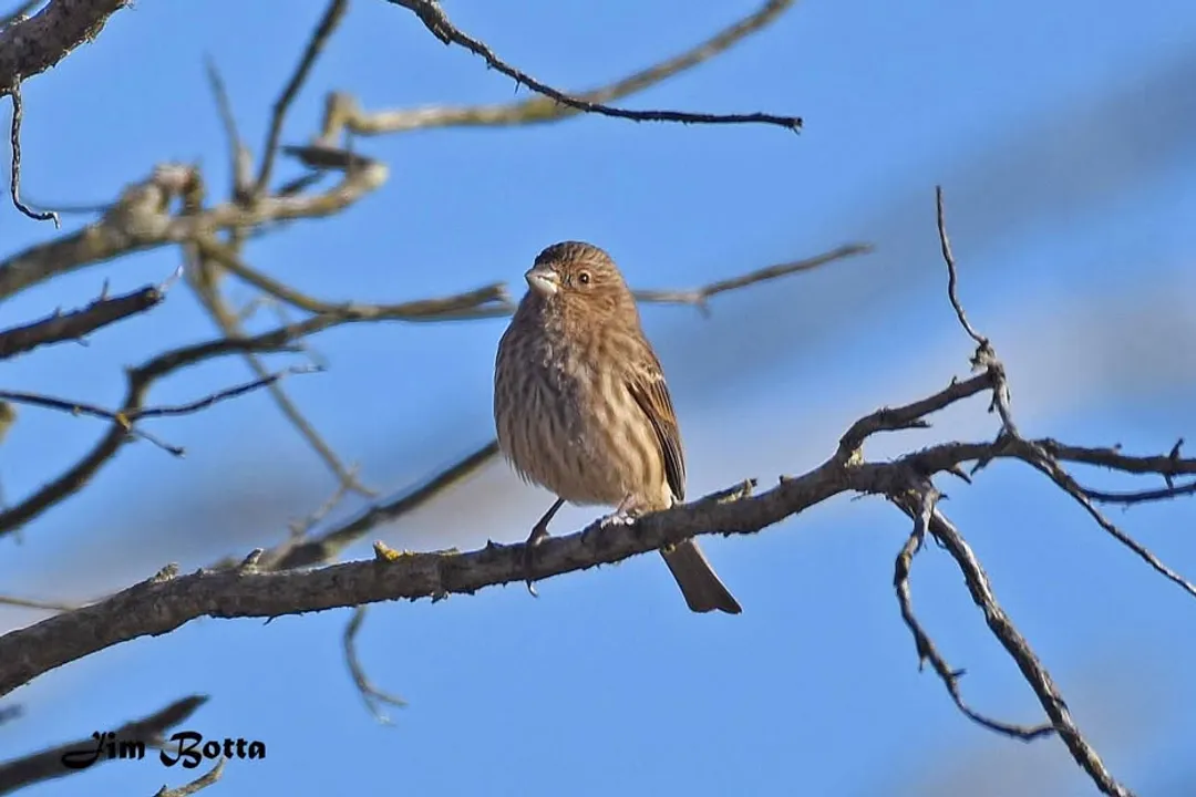 What do House Finches not eat?