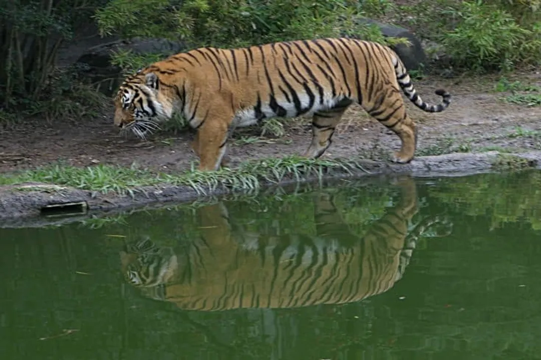 What do Indochinese tigers eat?, Primary Meals
