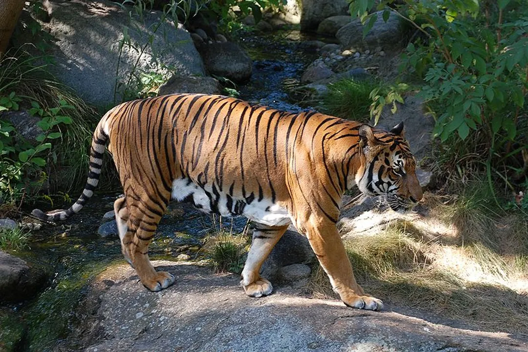 What do Indochinese tigers eat?