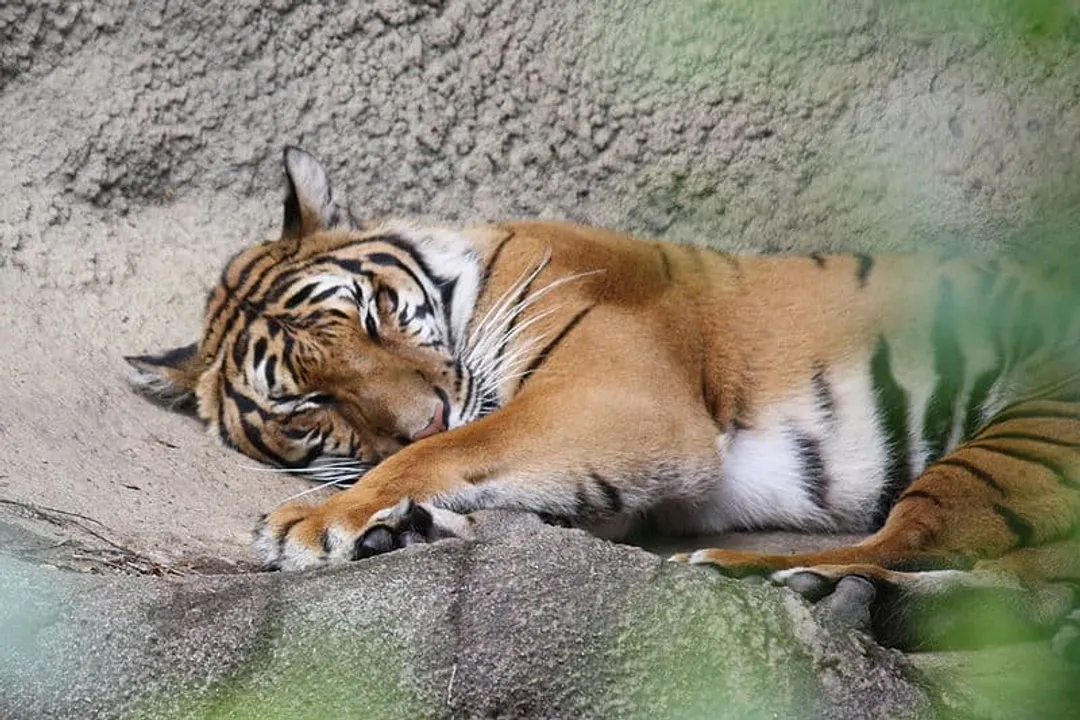 What do Indochinese tigers eat?, Physical Tools for Feeding