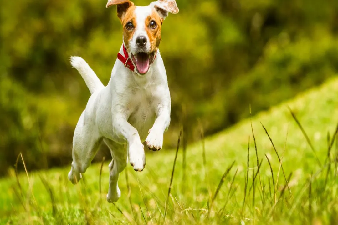 What do Jack Russell Terriers eat?, Feeding Schedules