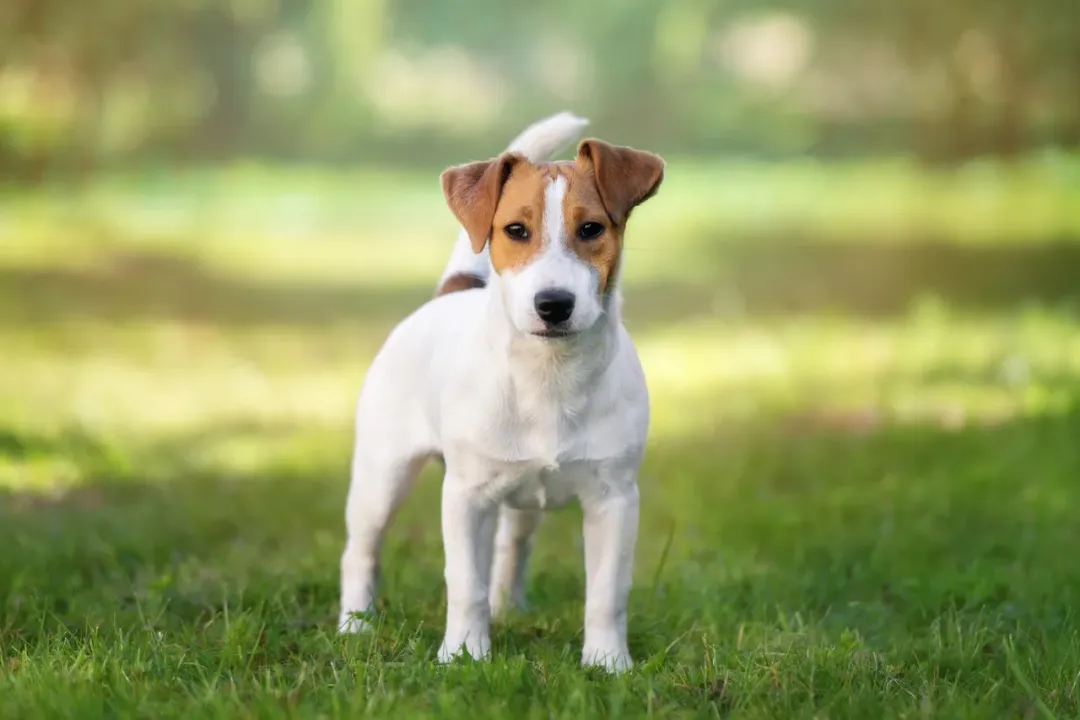 What do Jack Russell Terriers eat?, Energy Needs