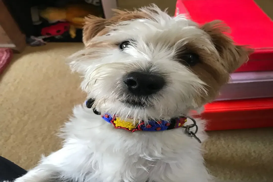 What do Jack Russell Terriers eat?, Raw Versus Cooked Diets