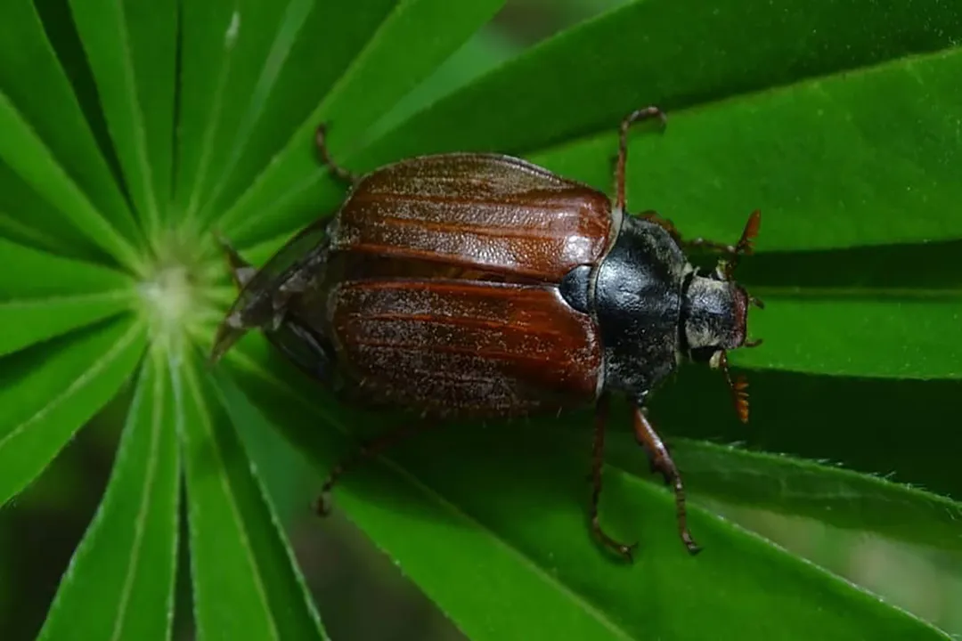 What do may beetles eat?, Soil Preference and Competitive Advantage