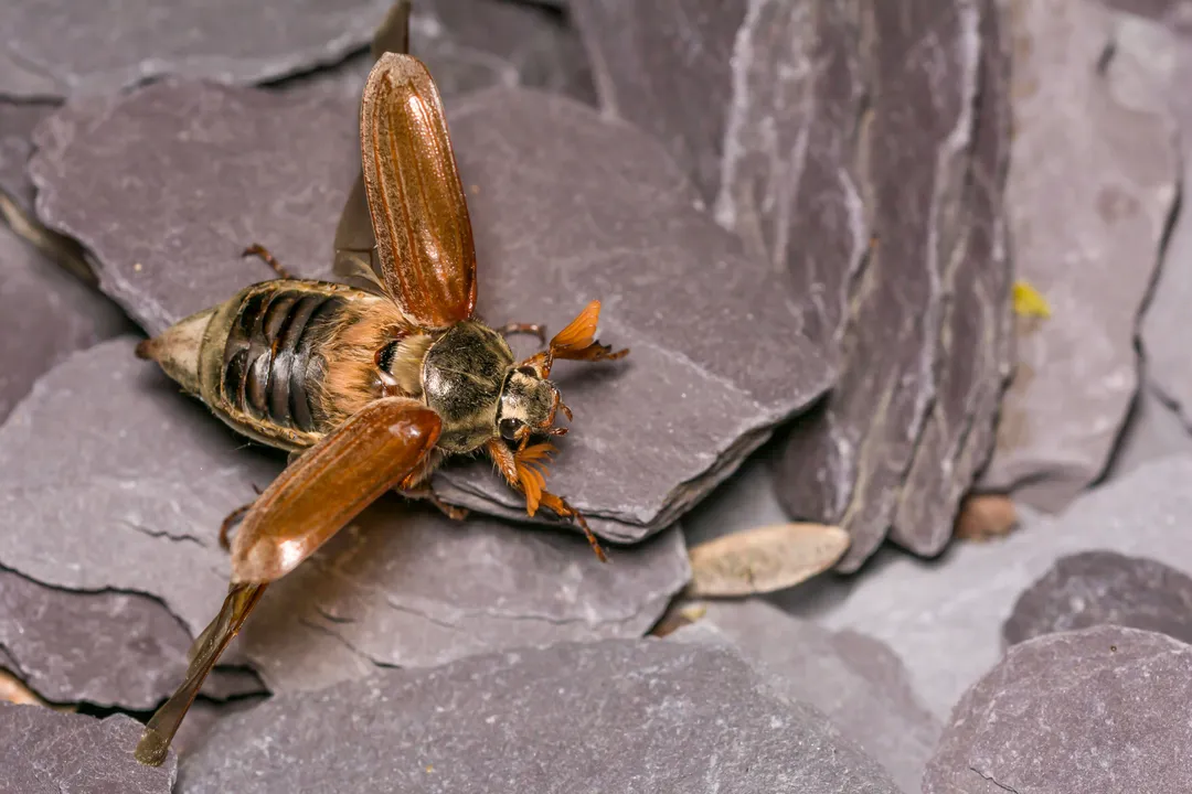 What do may beetles eat?, Life Cycle and Dietary Shift