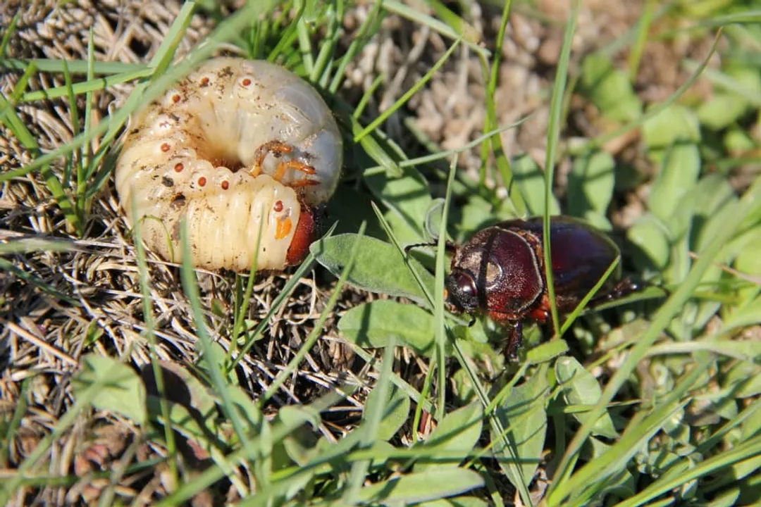 What do may beetles eat?, Larval Sustenance