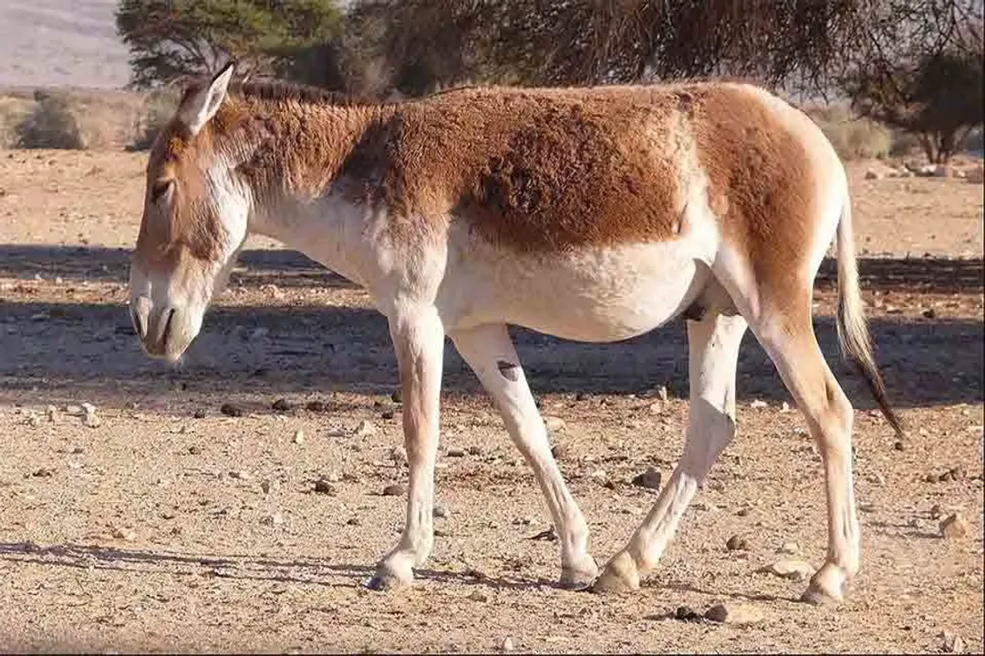 What do onagers eat?, Water Requirement