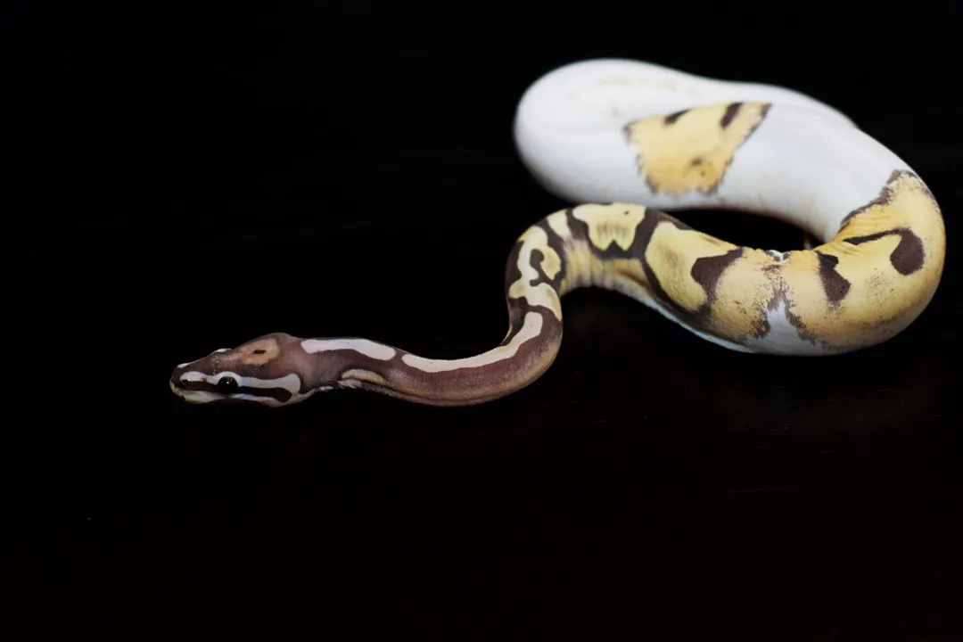 What do pied ball pythons eat?
