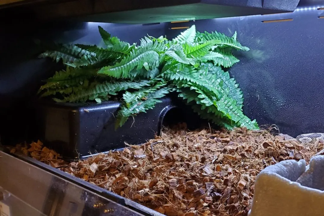 What do pied ball pythons eat?, Prey Sizing