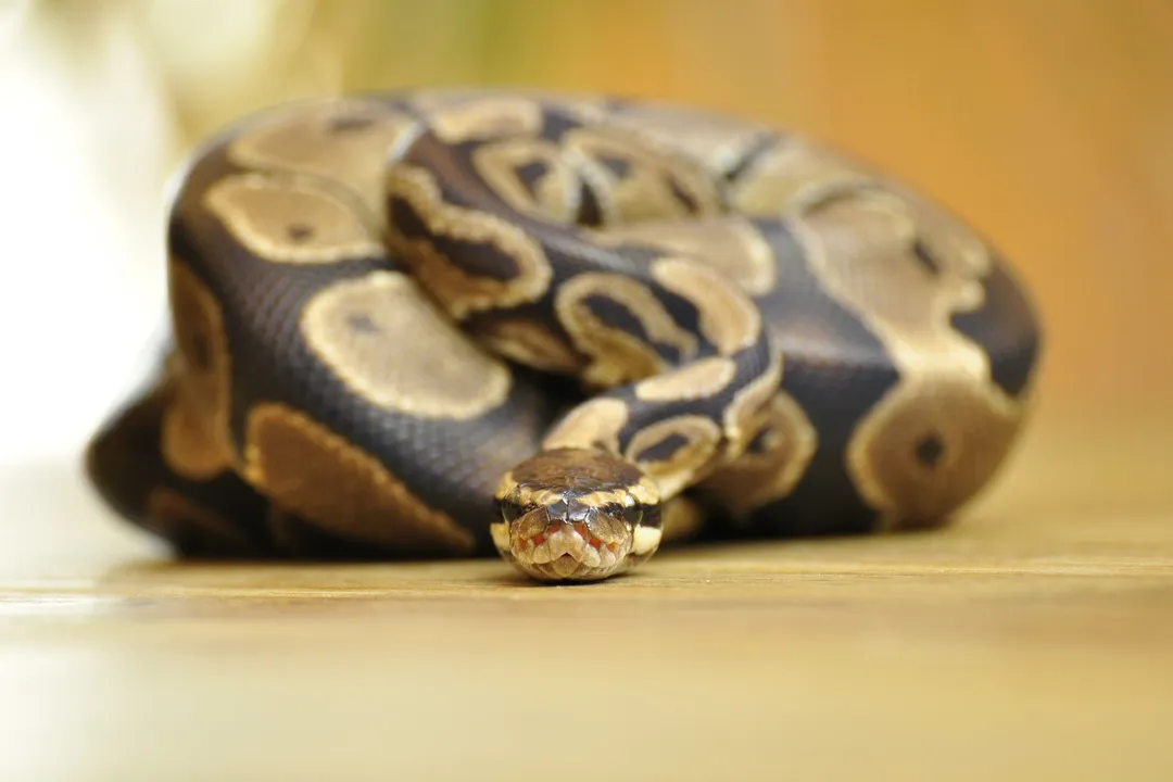 What do pied ball pythons eat?, Wild Diet