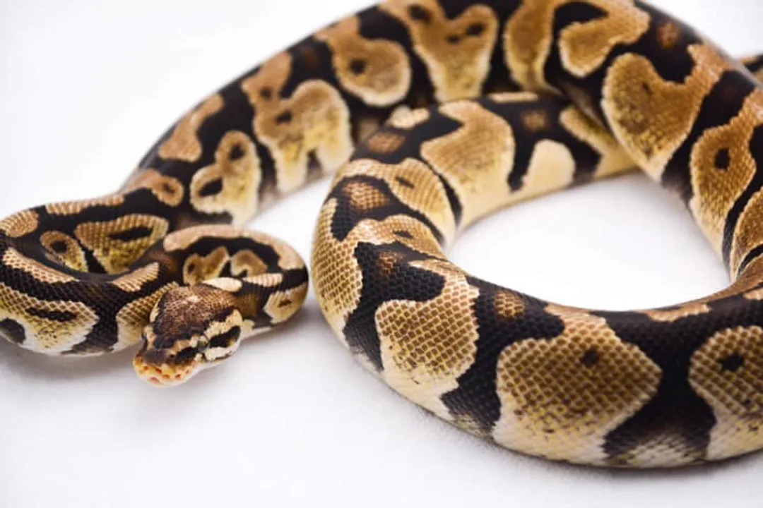 What do pied ball pythons eat?, Feeder Options