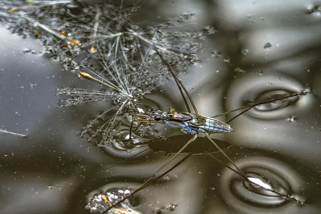 What do pond skaters eat?, Subsurface Meals