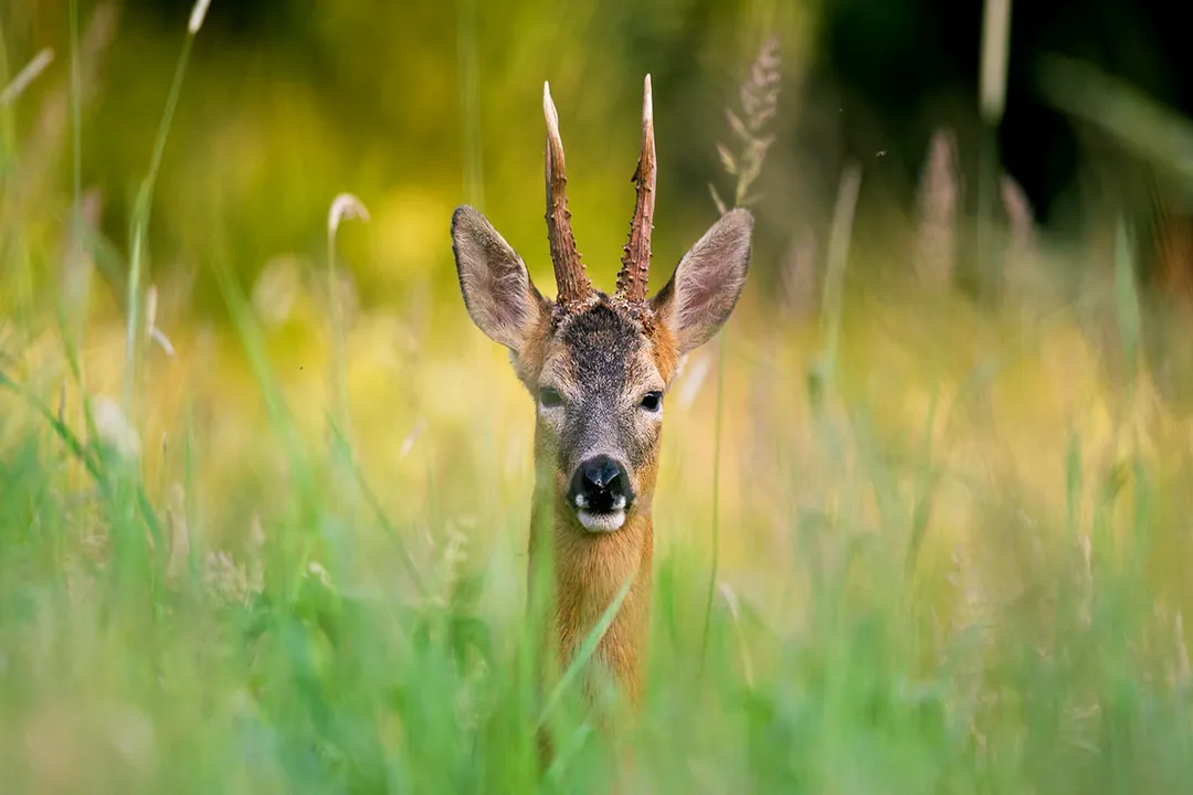 What do roe deer like to eat?