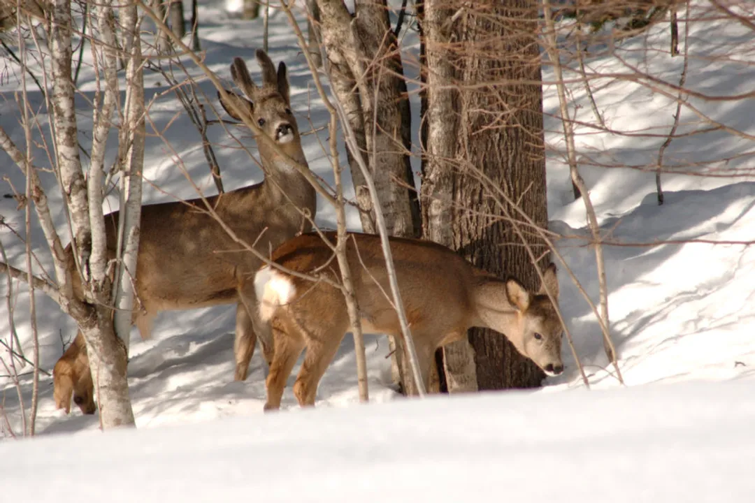 What do roe deer like to eat?, Selective Browsing