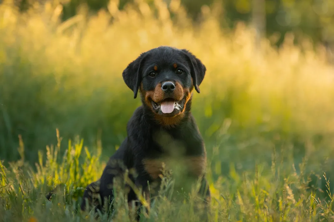 What do Rottweilers need daily?, Activity Demands