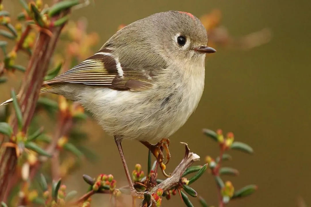What do Ruby-crowned Kinglets like to eat?, Arthropod Staples