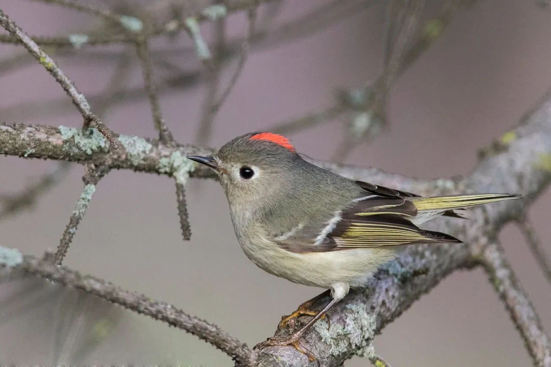 What do Ruby-crowned Kinglets like to eat?, Foraging Movements
