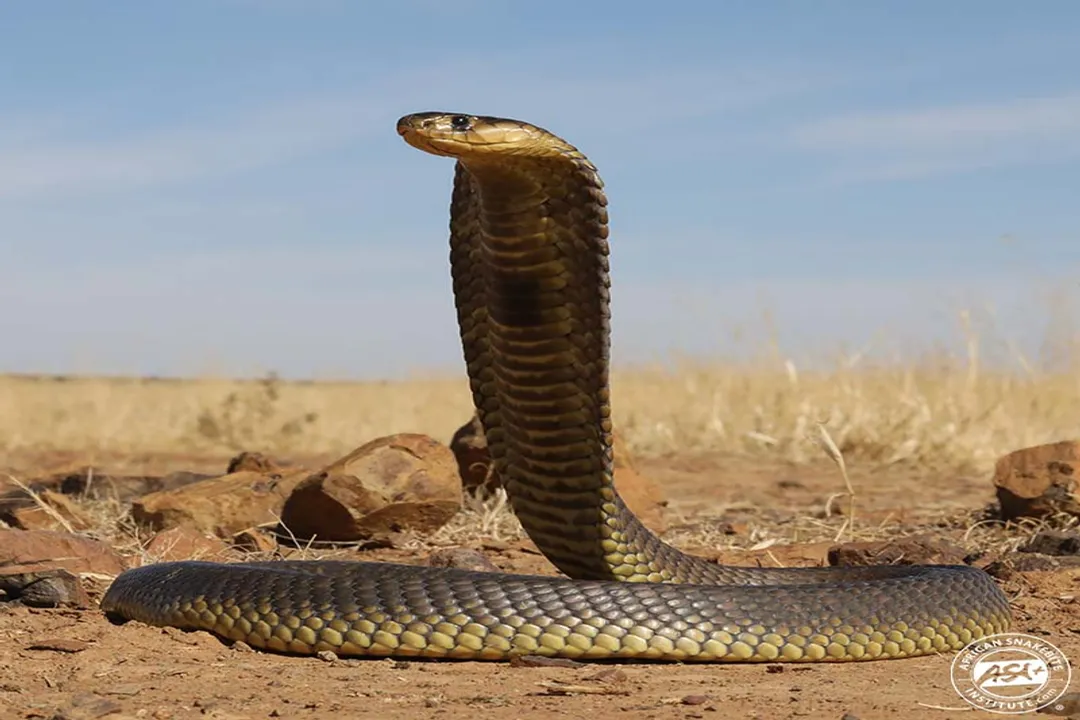 What do snouted cobras eat?, Primary Prey