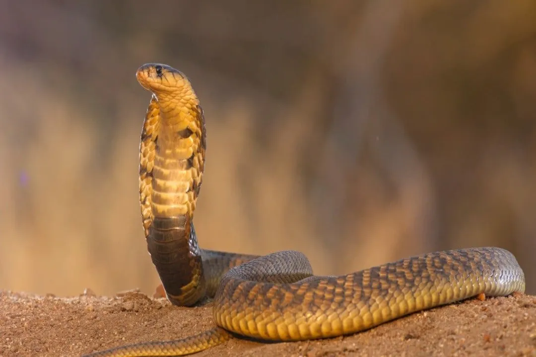What do snouted cobras eat?, Hunting Techniques