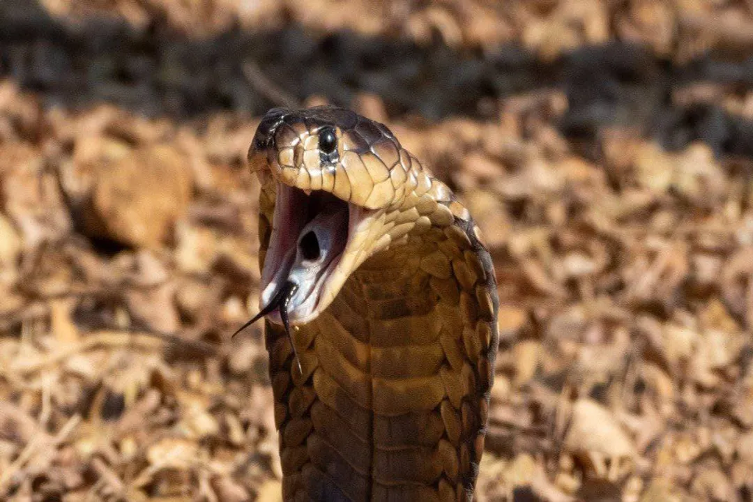 What do snouted cobras eat?