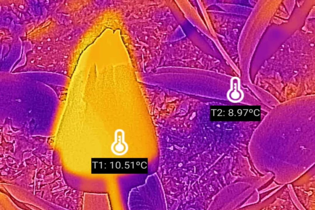 What do tulips attract?, Insect Shelter