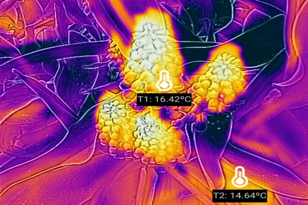 What do tulips attract?, Pollinator Visits