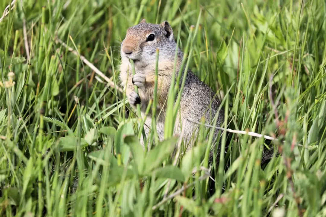 What do Uinta ground squirrels eat?