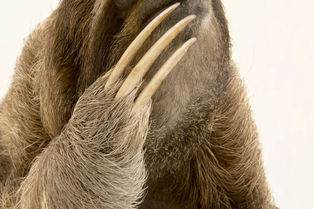 What do unau eat?, Primary Foods