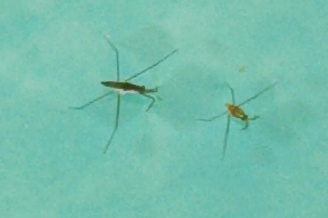 What do water walkers eat?, Strider Sustenance