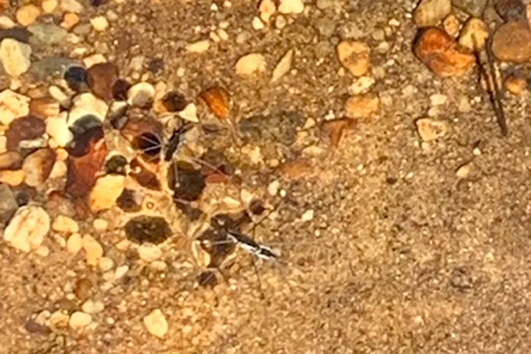 What do water walkers eat?