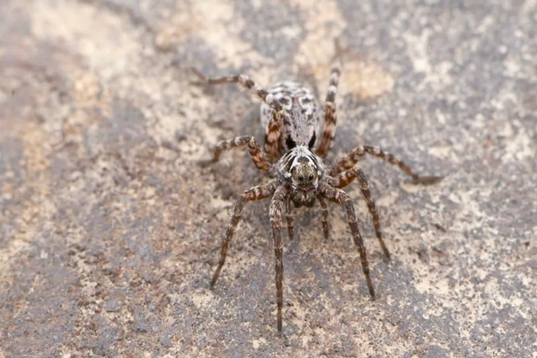 What do wolf spiders hate the most?, Ground Hunting