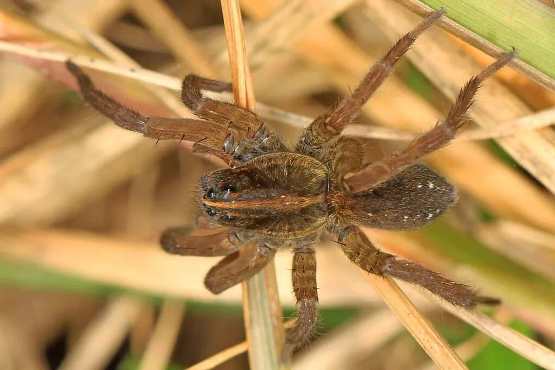 What do wolf spiders hate the most?, Predatory Threats