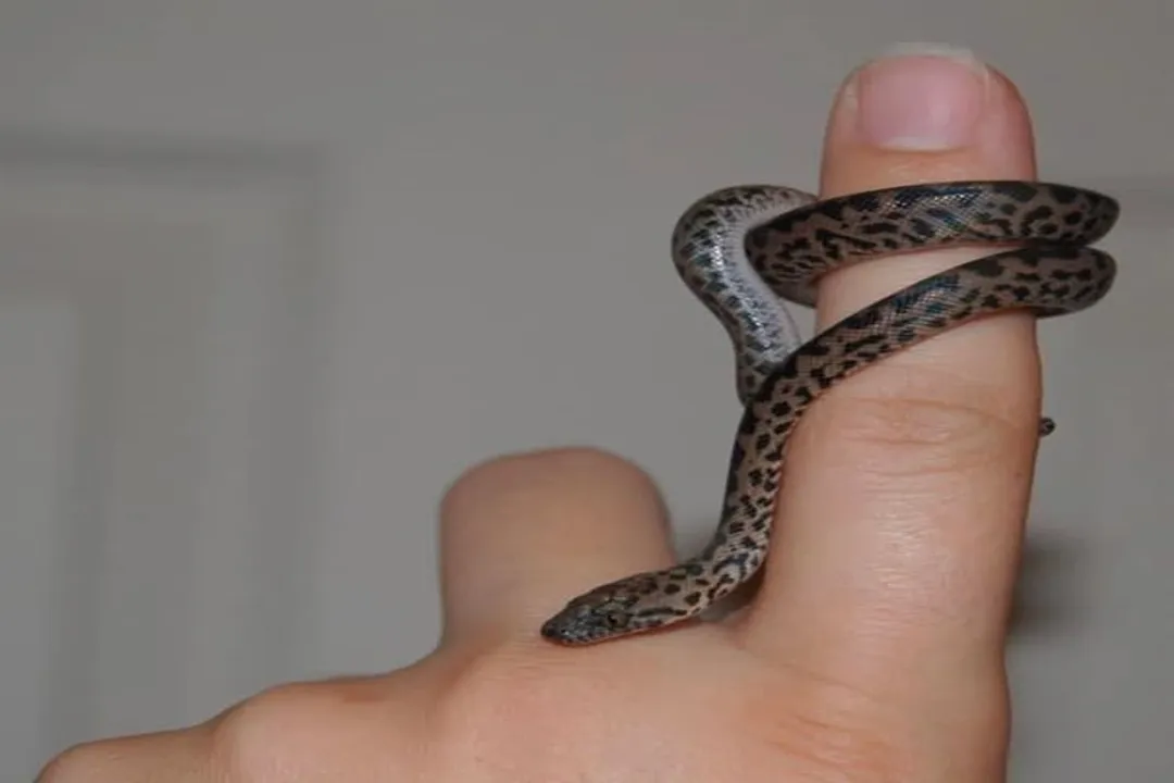 What do you feed a spotted python?