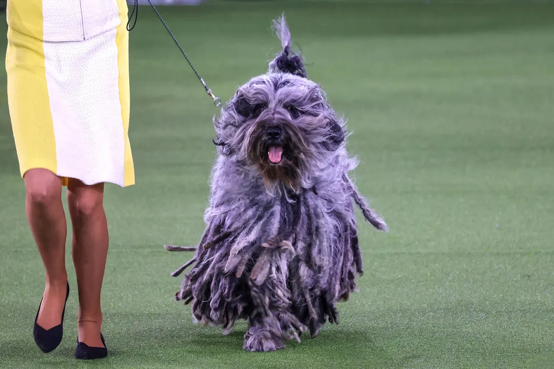 What does a Bergamasco look like?