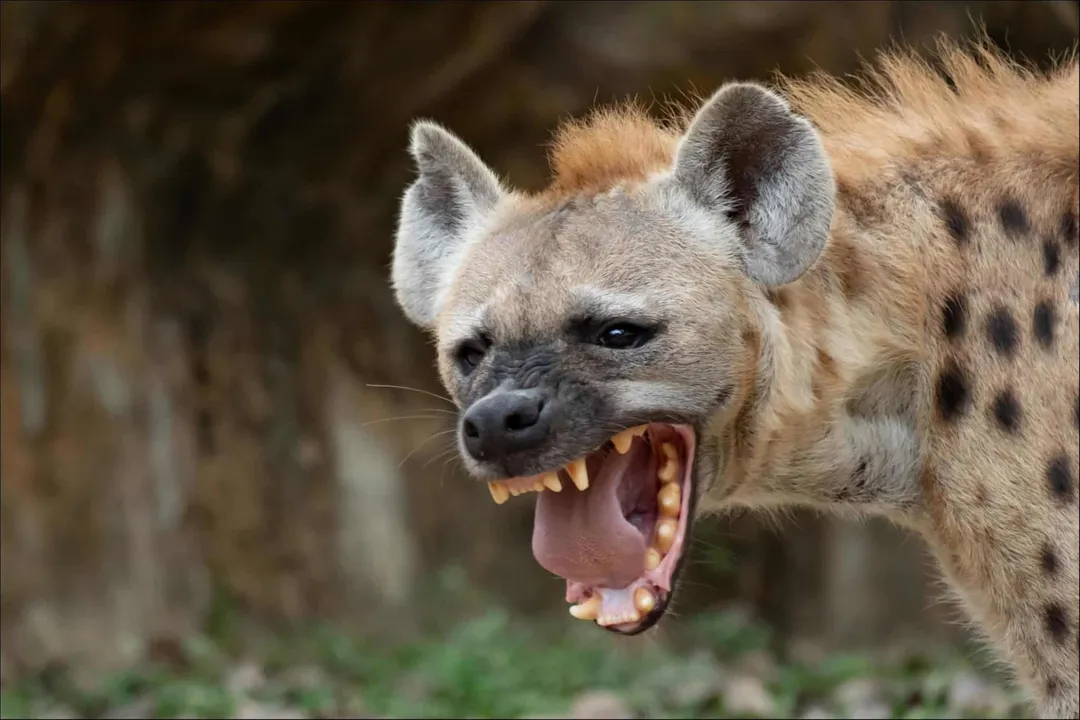 What does a brown hyena eat?