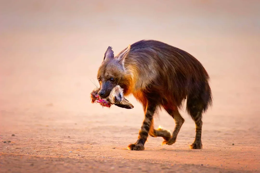 What does a brown hyena eat?, Foraging Variety