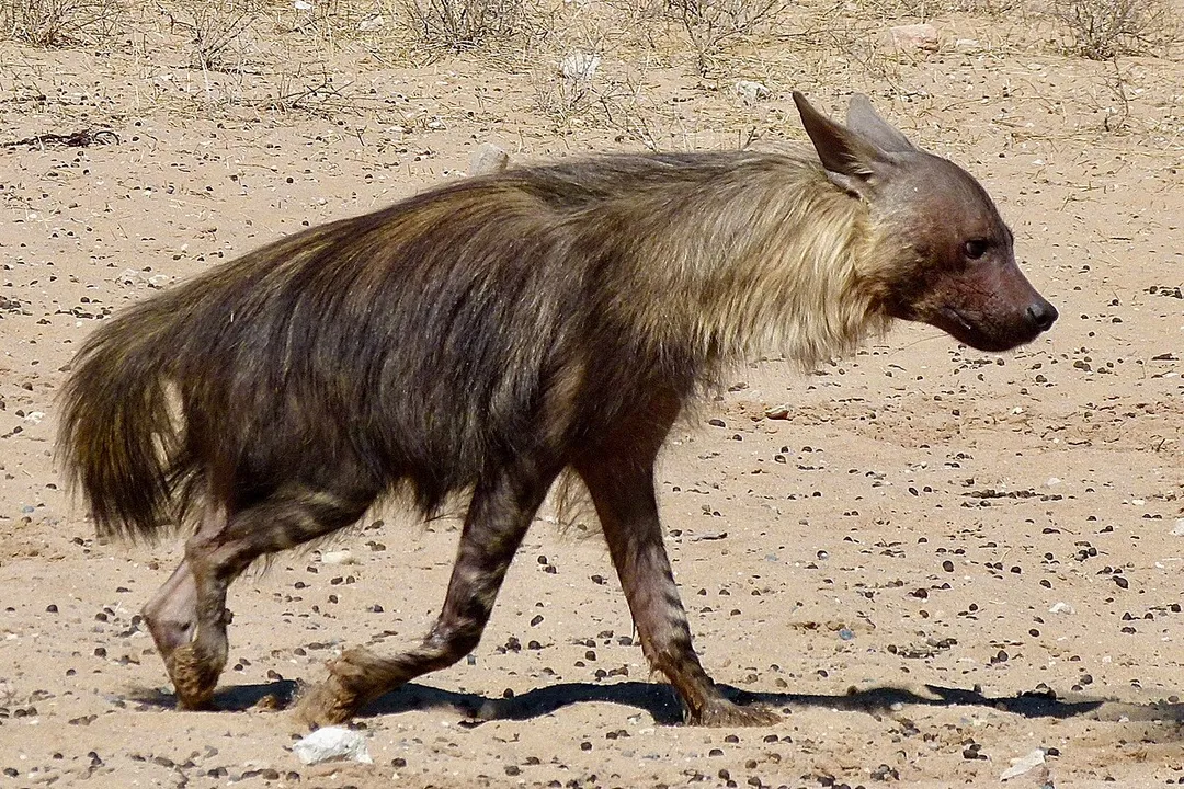 What does a brown hyena eat?, Active Hunting