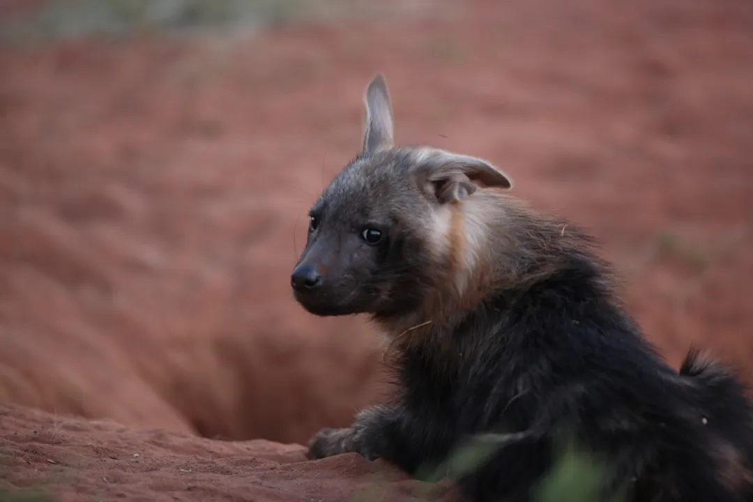 What does a brown hyena eat?, Carrion Reliance