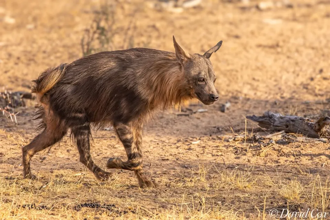 What does a brown hyena eat?, Local Diets