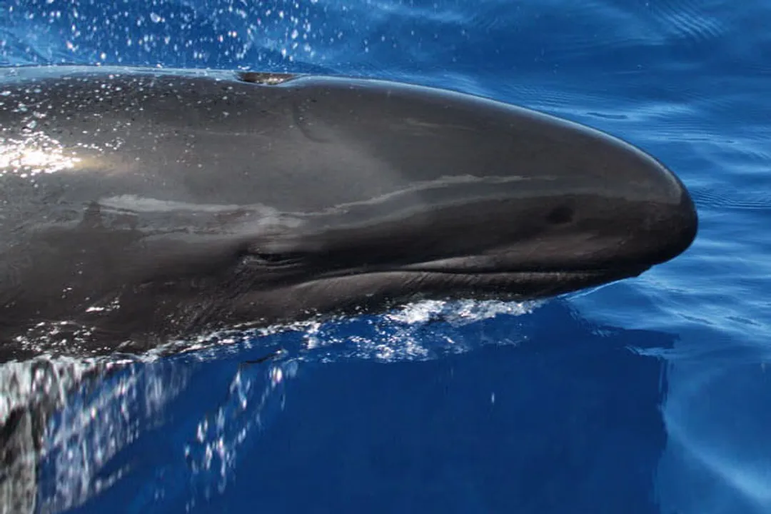 What does a false killer whale eat?, Mammalian Targets