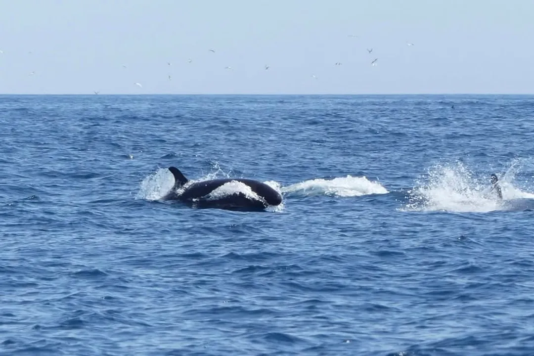 What does a false killer whale eat?, Staple Foods