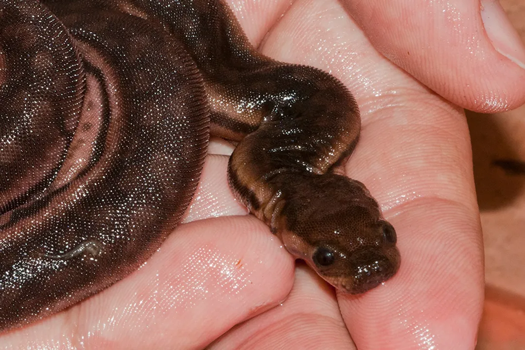 What does a file snake eat?, Dietary Comparison Table