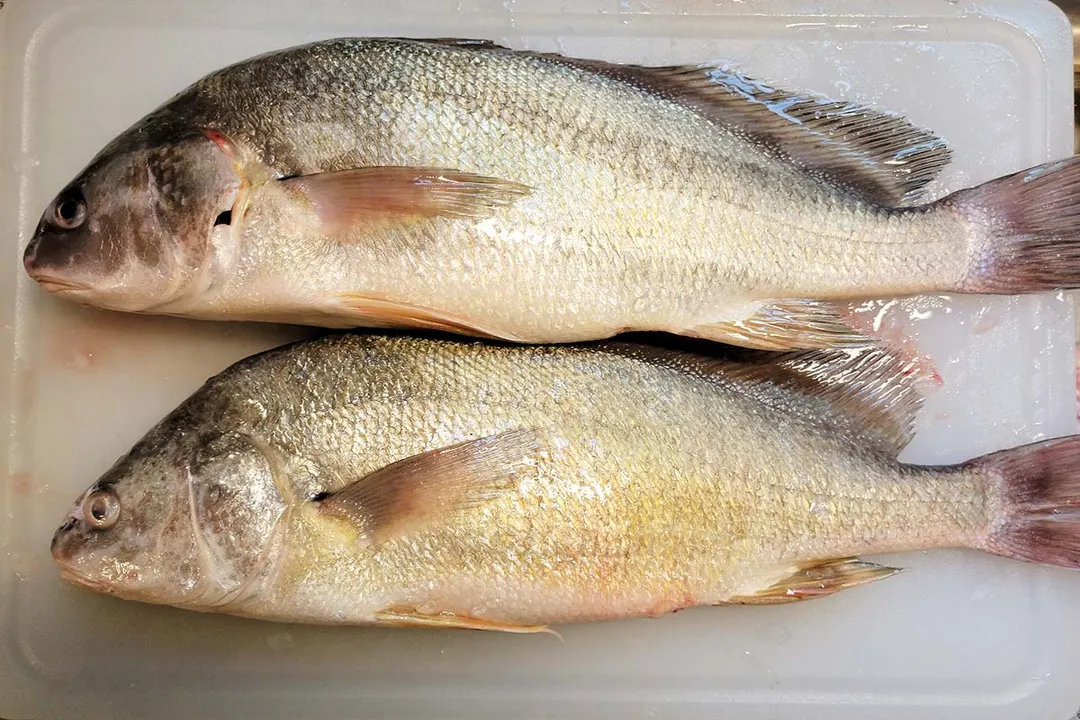 What does a freshwater drum eat?, Benthic Habits