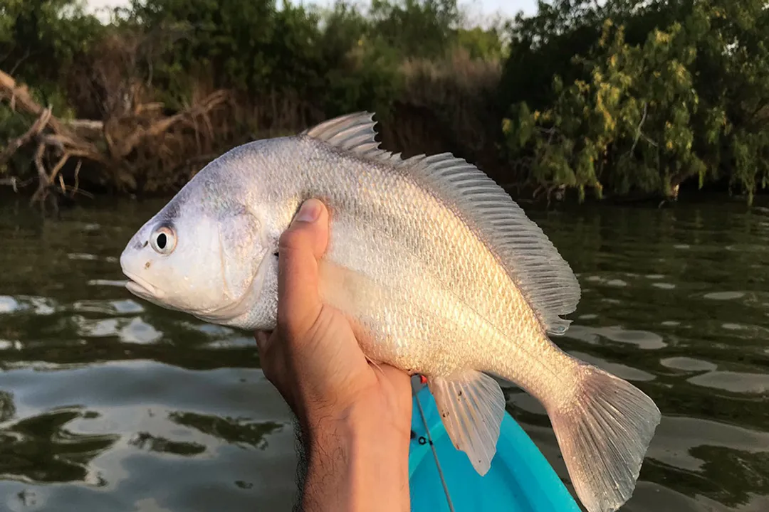 What does a freshwater drum eat?, Seasonal Menu Changes