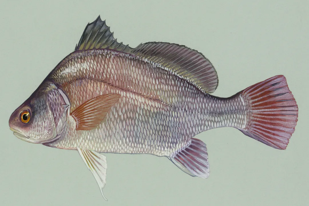 What does a freshwater drum eat?, Young Drum