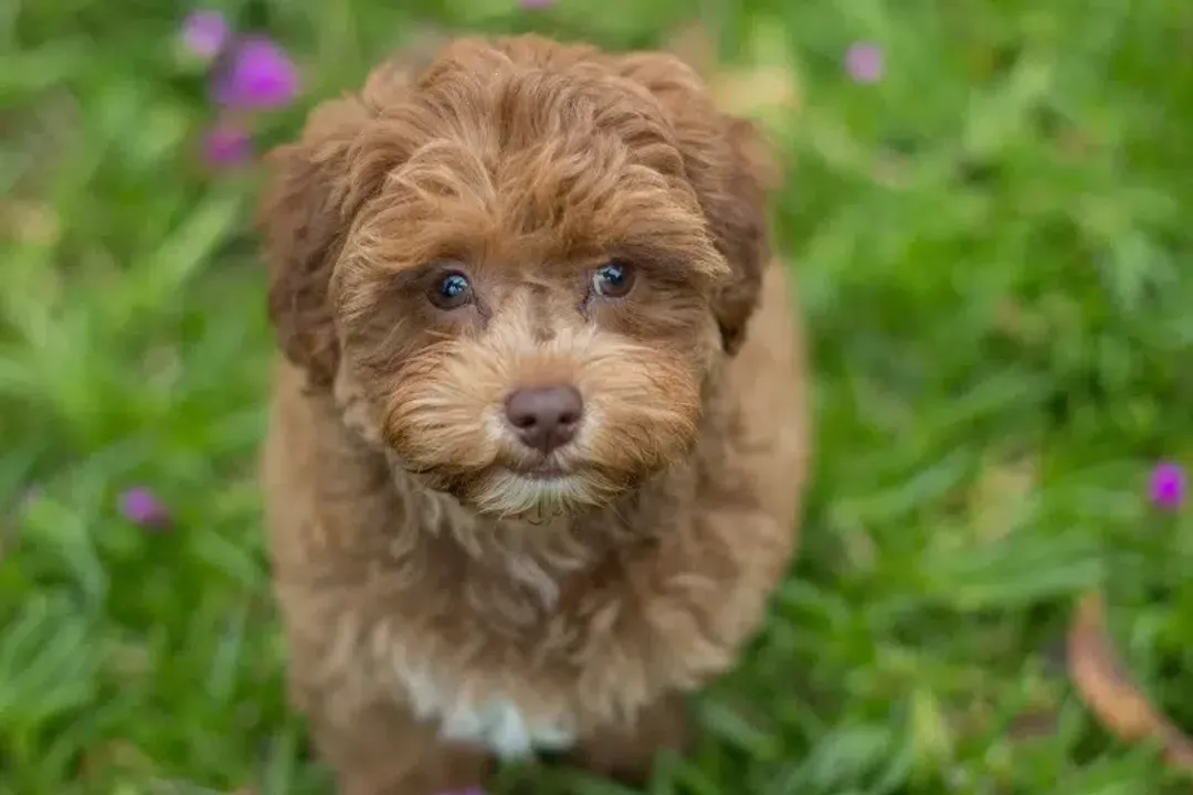 What does a full grown Havapoo look like?, Stature Numbers