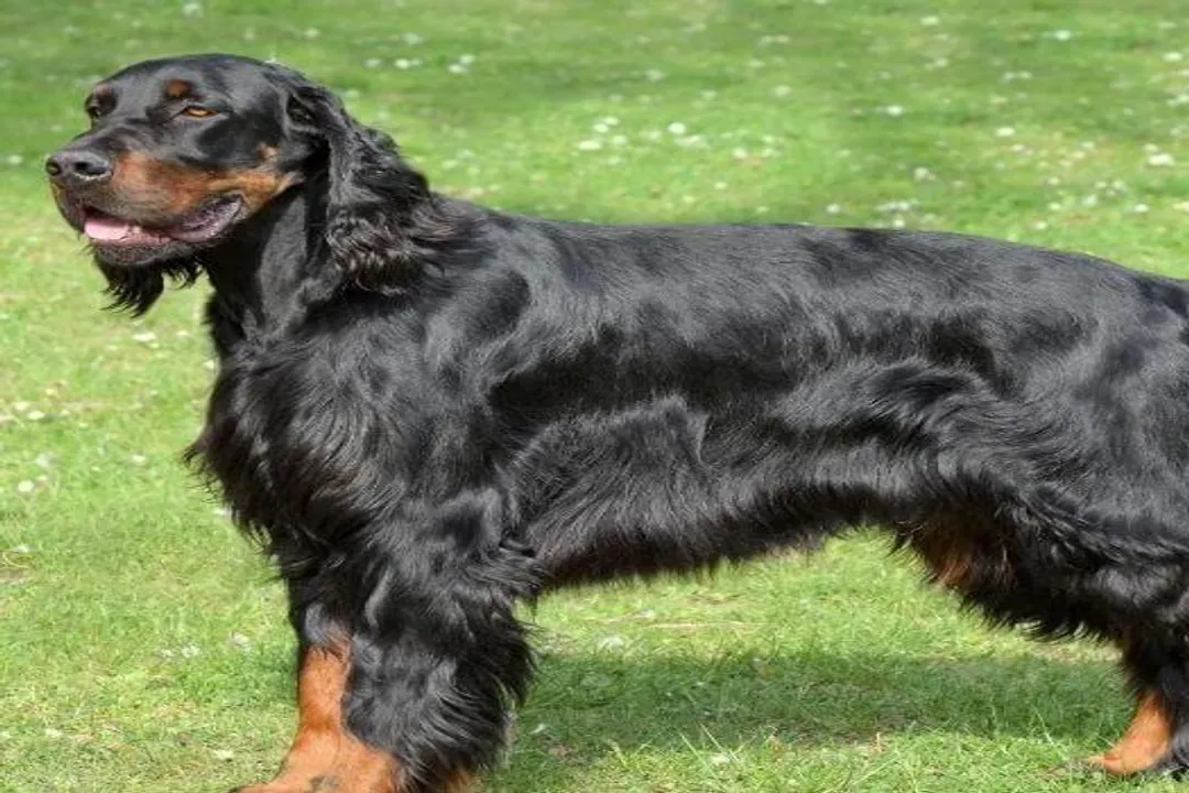 What does a Gordon Setter look like?, Color Pattern