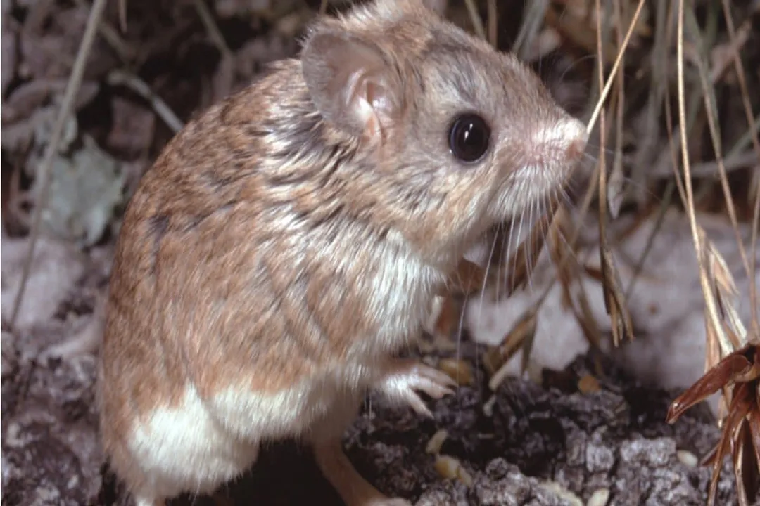What does a grasshopper mouse eat?, Insect Staples